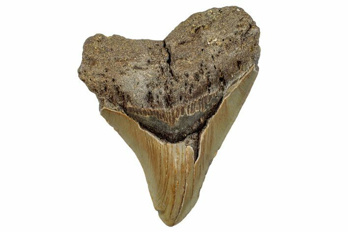Fossil Megalodon Tooth - North Carolina #258108